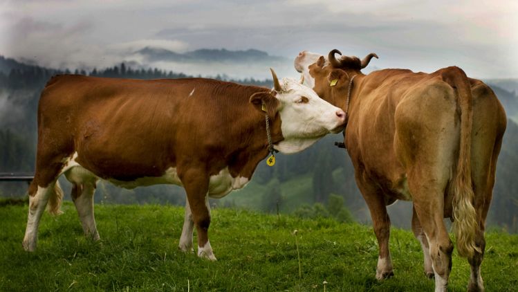 hornkuehe-wiese-stage