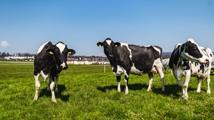 Hof-Rätzer_Rätzer_Othmarsingen_Kuh