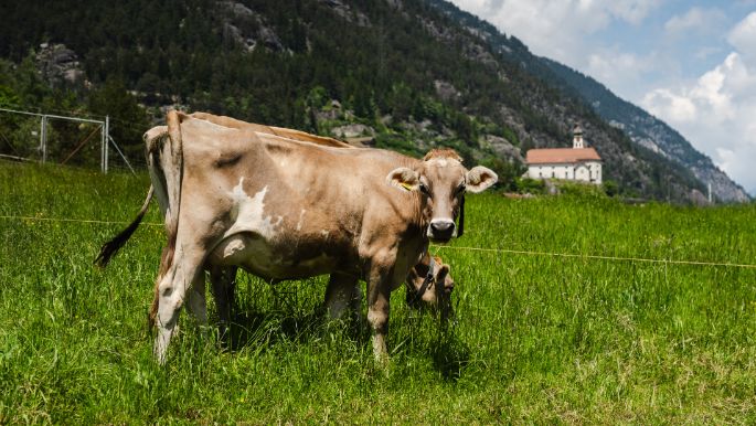 Dieden_Baumann_Wassen_Kuh