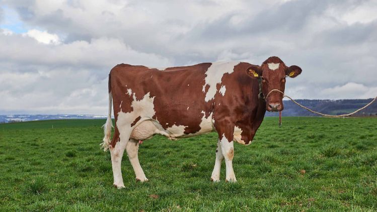 Sunnehof, Otto Zimmermann-Oeschger, Döttingen_Kuh_Ganzkörper_2