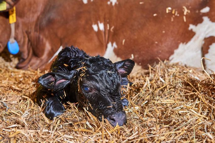 Talacherhof, Patrick Müller, Lengnau_Stall_Kalb