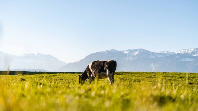 Spinnerei_Lindenmann_Uznach_Kuh1