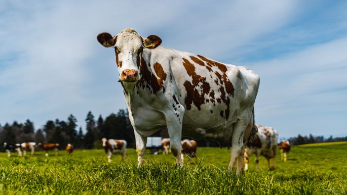 Wymann_Wymann_Oberburg_Kuh