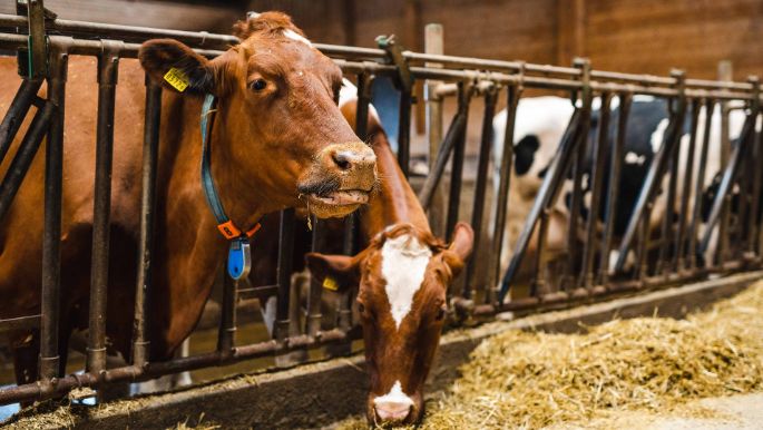 Vierbrunnenhof_Huber_Birrhard_Kuh_2