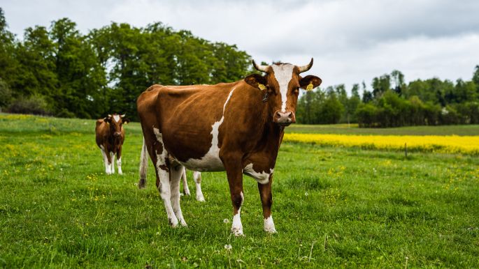 Matte_Aebersold_Trimstein_Kuh-2