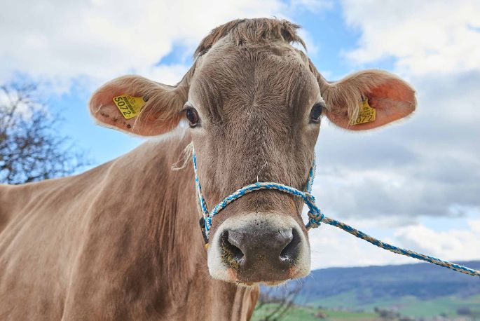 Waldhof, Markus Borner, Schneisingen_Kuh_Portrait