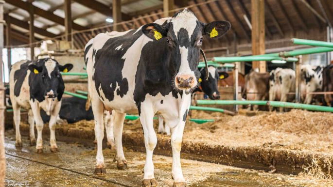 Ibenmoos_Kaufmann_Kleinwangen_Kuh