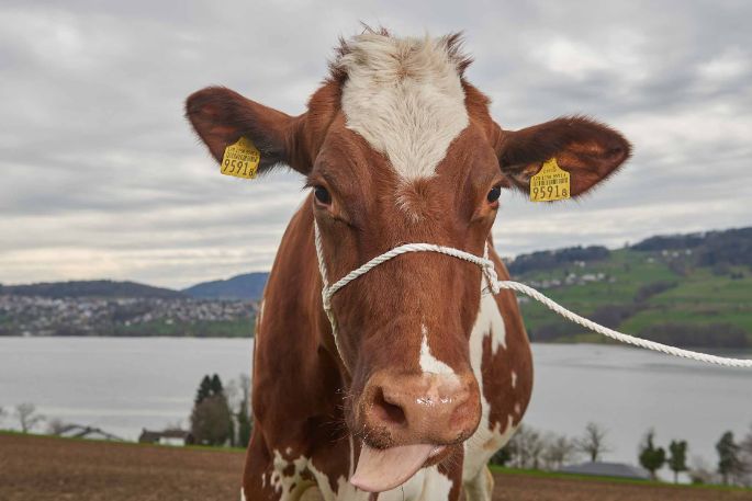 Langmatthof, Lukas Siegrist, Meisterschwanden_Kuh_Portrait