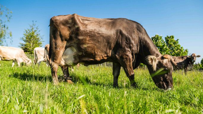 Berghof_Hug_Dielsdorf_Kuh