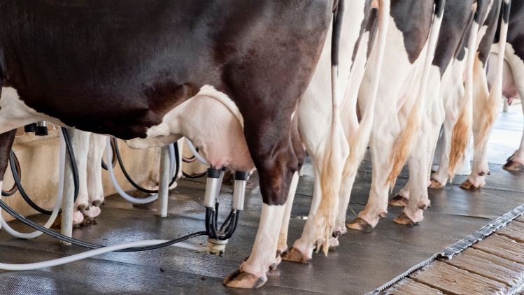 Geschichte_Kontingentierung