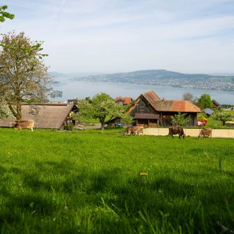 Miltenhof_Ebno-ther_Feusisberg_Hof
