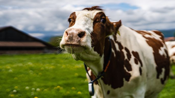 Langeten_Kopp_Dotzigen_Kuh-3