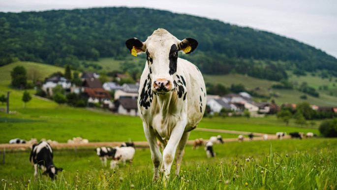 Hof Basler_Basler_Küttigen_Kuh