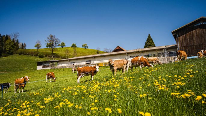 Neumättli_Lustenberger_Steinhuserberg_Kuh