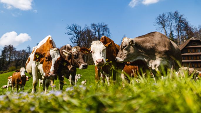 Lindenfeldweid_Unternährer_Luzern_Kuh