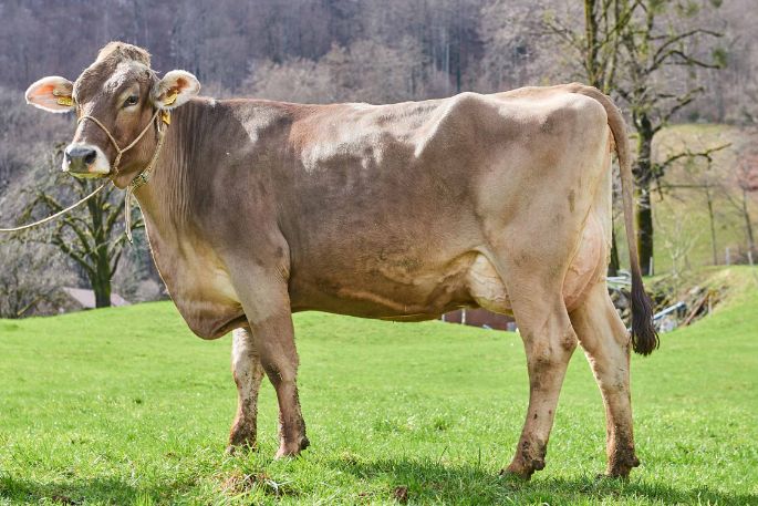 Bleichi_Andreas Krieg, Niederurnen_Kuh Ganzkörper