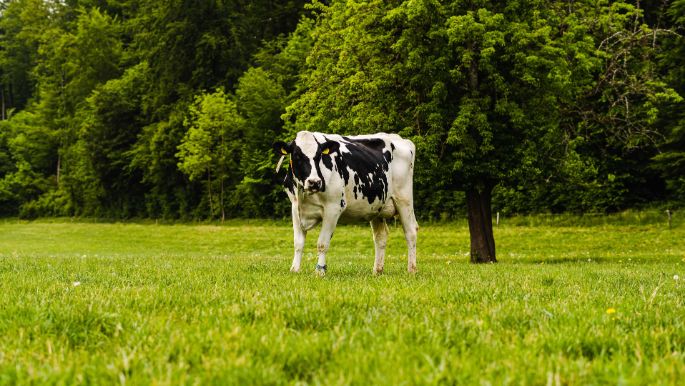 Hof Luder_Luder_Oftringen_Kuh