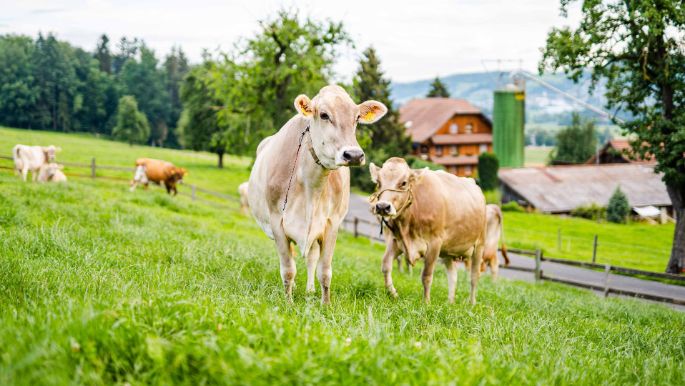 Hof_Meyer_Meyer_Knutwil_Kuh