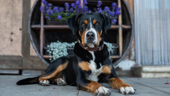 W?schbach_Schaub_R?ti bei B?ren_Hund