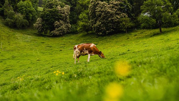 Bruuchere_Guggisberg_Zimmerwald_Kuh