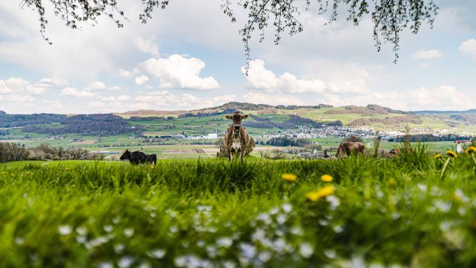 Landgut Widenmoos_Fischer_Winikon_Kuh