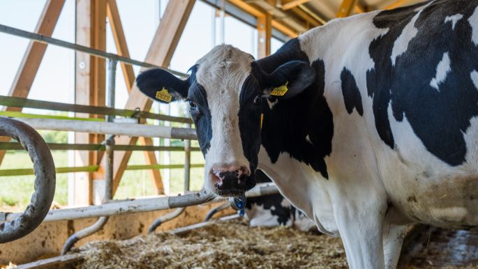 Milchwirtschaftsbetrieb Dommen_Dommen_Wittnau_Kuh