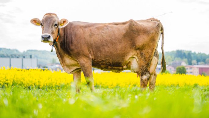 Storenächerhof_Wertli_Zufikon_Kuh