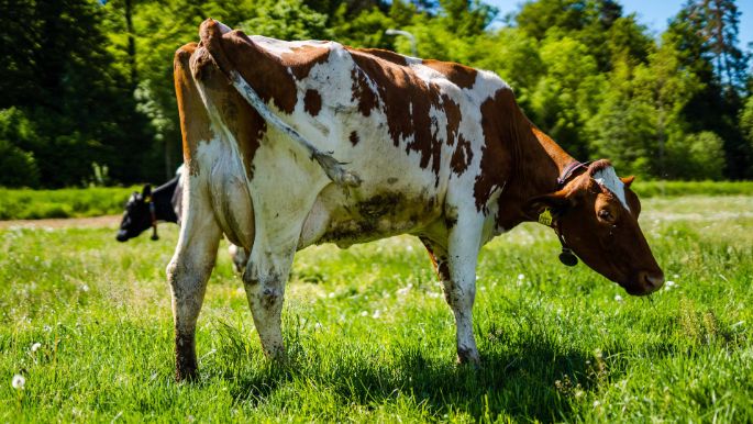 Milchwirtschaftsbetrieb_Schmid_Schmid_Busswil_BE_Kuh