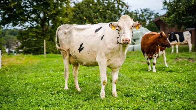 Lindenhof_Huber_Unterlunkhofen_Kuh