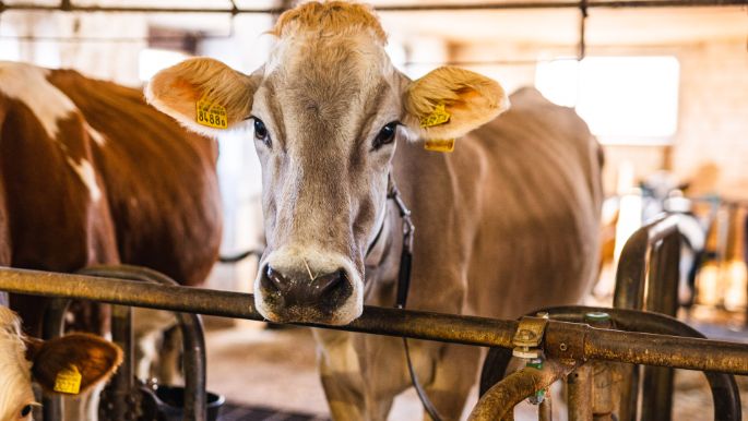 Ober-Grundhof_Schmid_Emmen_Kuh