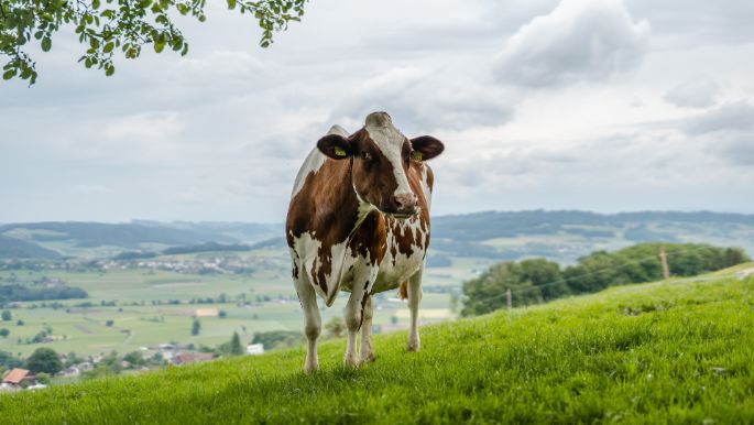 Hunzikon_Koch-Brun_Geuensee_Kuh