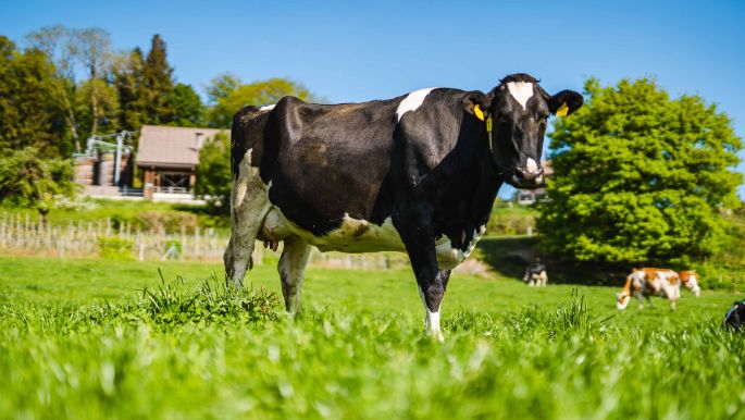 Buckacherhof_Knecht_Schneisingen_Kuh_2