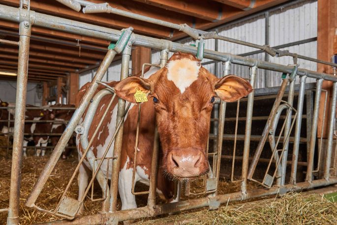 Hinterhaus, Markus Schneider, Bolligen_Kuh_Portrait_Stall_2