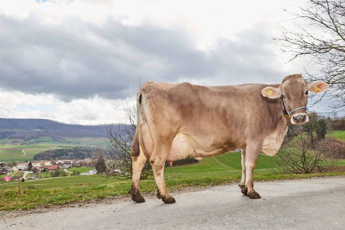 Waldhof, Markus Borner, Schneisingen_Kuh_Ganzkörper_2