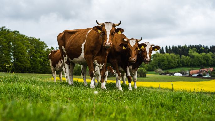 Matte_Aebersold_Trimstein_Kuh