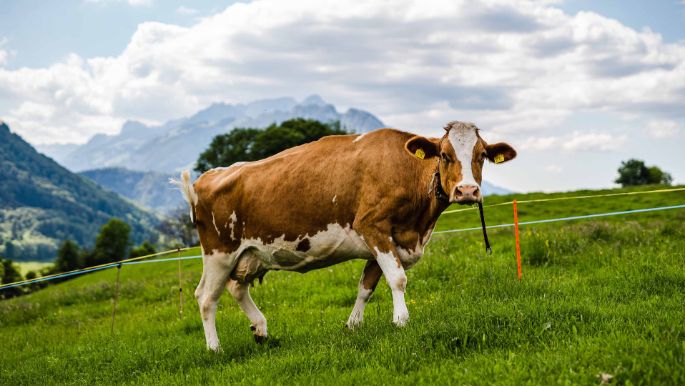 Berger Bio-Hof_Berger_Aeschi b Spiez_Kuh