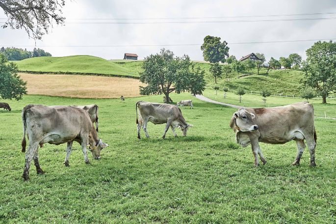 Miltenhof_Ebnöter_Feusisberg_Kuh