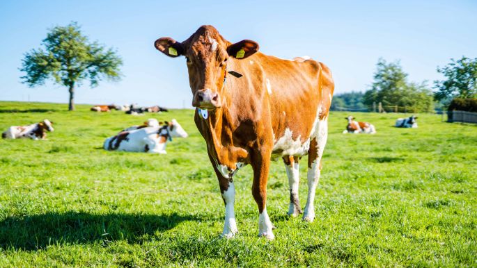 Wyssmann_Wyssmann_Neuenegg_Kuh