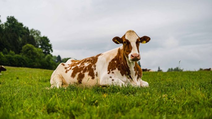 Ackermatthof_Rindisbacher_Remetschwil_Kuh