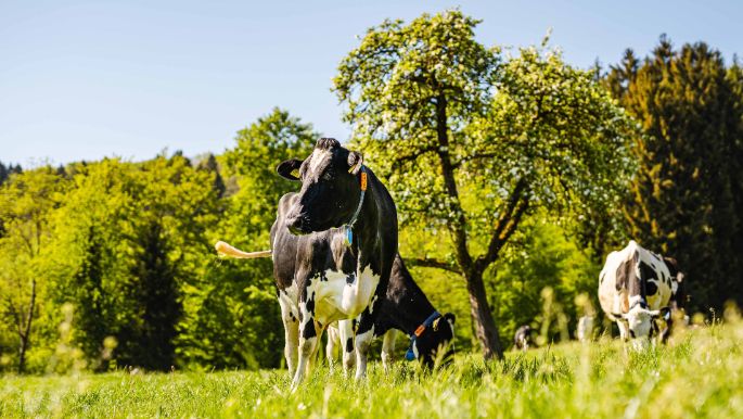 Buchacker_Meyer_Dintikon_Kuh