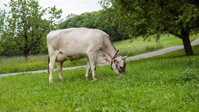 Oberhuserhof_Müller_Unterlunkhofen_Kuh