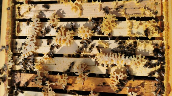 publikumsliebling-bienenvoelker-bienen-image